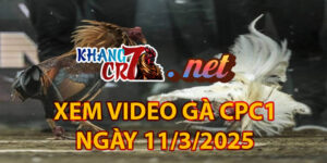 Xem Video Gà CPC1 NGÀY 11/03/2025