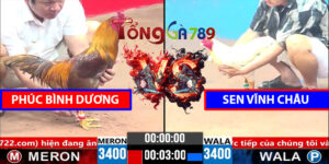 Trận Số CPC3 1/4/2025 - Phúc Bình Dương Lụm Sen Vĩnh Châu