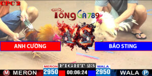 Trận 23 CPC2 11/4/2025 - Bảo Sting Bị A Cường Đè Đá Bạc