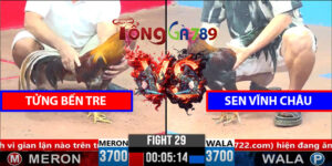 Trận 29 CPC3 1/4/2025 Tửng Bến Tre - Sen Vĩnh Châu