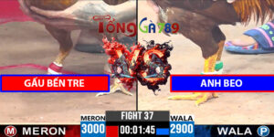Trận 37 CPC3 9/4/2025 - Gấu Bến Tre Tái Đấu Anh Beo
