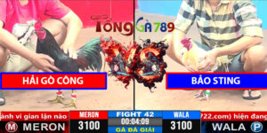 Trận 42 CPC3 1/4/2025 Hải Gò Công Đấu Độ Bảo Sting