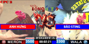 Trận 5 CPC2 11/4/2025 - Gà Bảo Sting Bị Dí Đá Bay Bồ