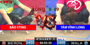 Trận 7 CPC2 11/4/2025 - Bảo Sting Tất Tay Gom Phiếu Hết Bồ