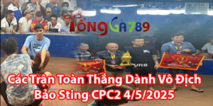Các Trận Toàn Thắng Dành Vô Địch Bảo Sting CPC2 4/5/2025