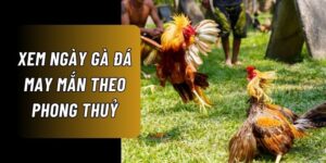 Xem ngày đá gà