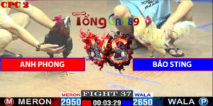Trận Số 37 CPC2 9/5/2025 - Anh Phong Hạ Bảo Sting