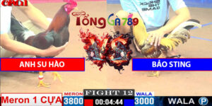Trận Số 12 CPC1 15/5/2025 - Bảo Sting Chấp 8 Chấm Gà Và Cái Kết