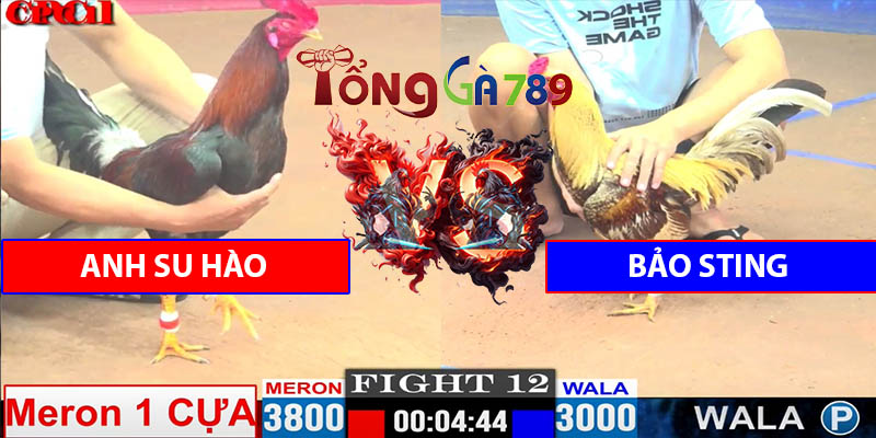 Trận Số 12 CPC1 15/5/2025 - Bảo Sting Chấp 8 Chấm Gà Và Cái Kết