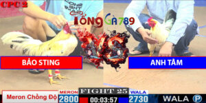 Trận Số 25 CPC2 9/5/2025 - Bảo Sting Đụng Độ A Tâm