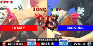 Trận 5 CPC2 4/5/2025 - Tư Mã Ý Hạ Bảo Sting