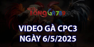 VIDEO GÀ CPC3 NGÀY 6/5/2025